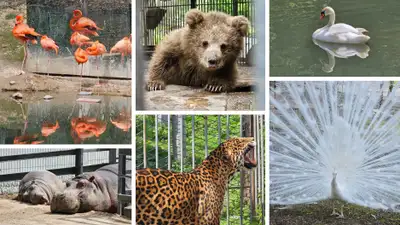 Лето пришло. В алматинском зоопарке показали как животные перешли в уличные вольеры, фото - Новости Zakon.kz от 08.05.2024 11:00