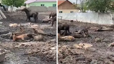Мертвый и живой скот в одном загоне, жители поселка под Алматы забили тревогу