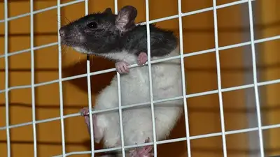 исследование, фото - Новости Zakon.kz от 06.05.2024 00:34