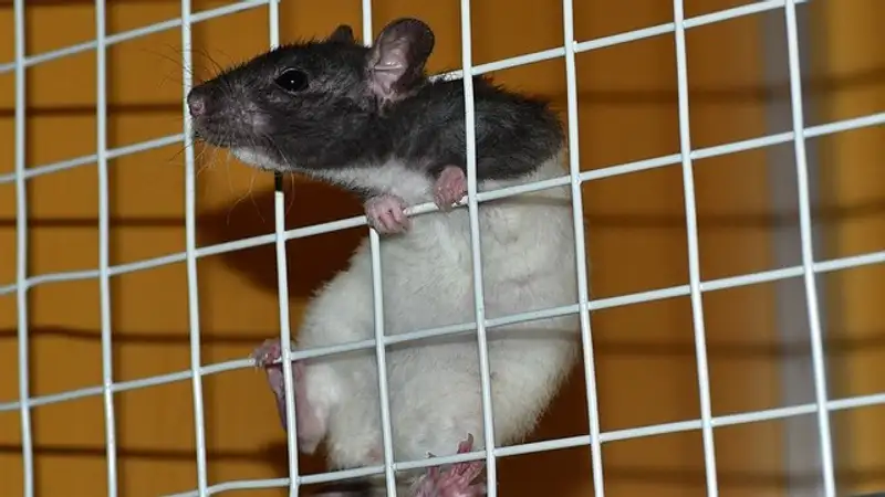 Ученые оценили влияние на гены упражнений на выносливость