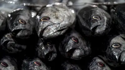 "Библейский" дождь из рыбы прошел в иранском городе , фото - Новости Zakon.kz от 06.05.2024 23:34