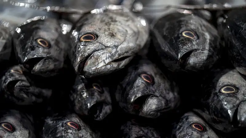 "Библейский" дождь из рыбы прошел в иранском городе