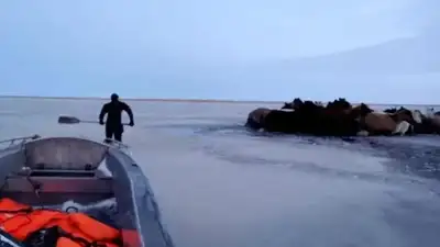 В Атырауской области спасли 65 тонущих в реке лошадей, фото - Новости Zakon.kz от 06.05.2024 08:58