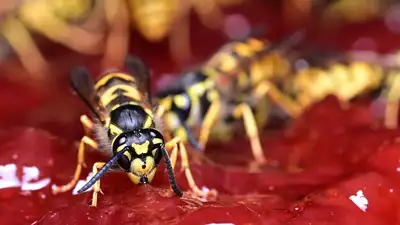 опасность укусов насекомых на природе, фото - Новости Zakon.kz от 06.05.2024 13:25