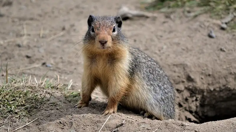 Разговорчивый сурок рассмешил посетителей зоопарка