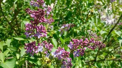 Погоду на 7-9 мая в Астане, Алматы и Шымкенте спрогнозировал &quot;Казгидромет&quot;, фото - Новости Zakon.kz от 06.05.2024 15:06