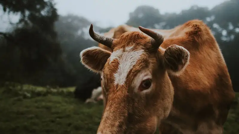 Быка, удирающего от полиции, сняли на видео в Астане