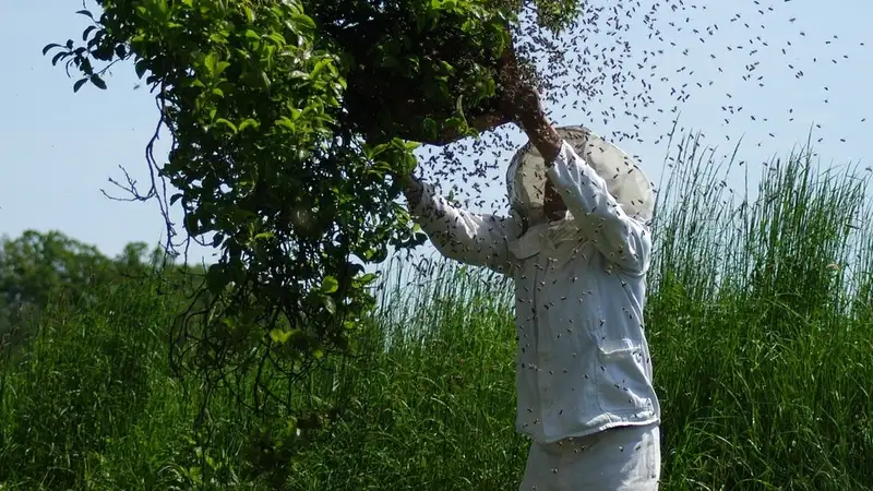 Ютуберы сняли видео пчелы с POV-камерой