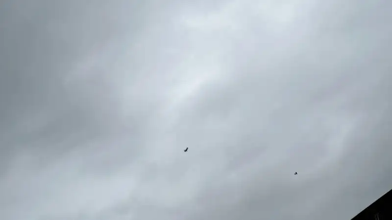 Ливень, град и гроза: синоптики рассказали о погоде на 8 мая