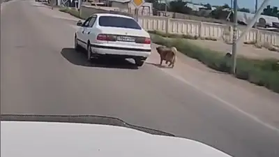 водитель протащил собаку за машиной на веревке