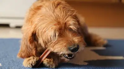 Пес , фото - Новости Zakon.kz от 09.05.2024 09:41