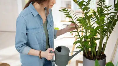 полив домашнего растения, фото - Новости Zakon.kz от 09.05.2024 16:35