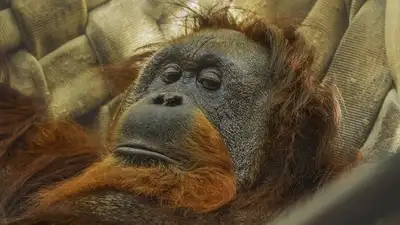 орангутанг, фото - Новости Zakon.kz от 09.05.2024 14:15