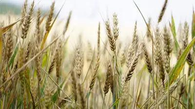 Минсельхоз сократит посевы пшеницы и риса, фото - Новости Zakon.kz от 10.05.2024 14:58