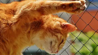 В Алматы стартовала бесплатная стерилизация и кастрация животных, фото - Новости Zakon.kz от 10.05.2024 12:14