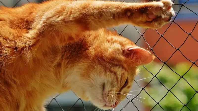 В Алматы стартовала бесплатная стерилизация и кастрация животных