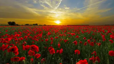 Маковые поля показал алматинский фотограф, фото - Новости Zakon.kz от 10.05.2024 20:26