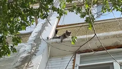 котенок, фото - Новости Zakon.kz от 12.05.2024 12:38