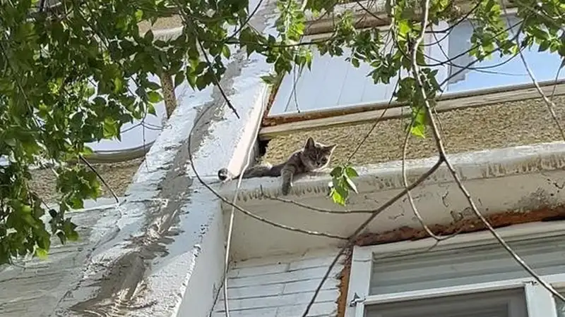 В Актау спасли просидевшего три дня на плите перекрытия котенка