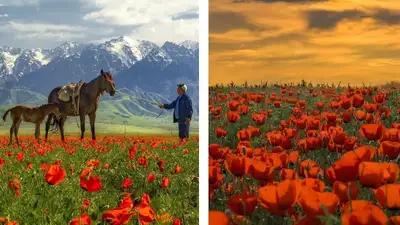 маковое поле снял алматинский фотограф, фото - Новости Zakon.kz от 12.05.2024 23:02