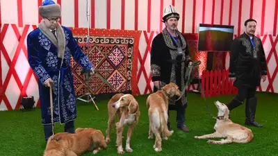 В Казахстане обновили стандарты казахских пород собак, фото - Новости Zakon.kz от 13.05.2024 10:25