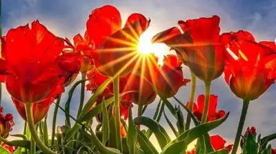 поле краснокнижных тюльпанов покорили Казнет, фото - Новости Zakon.kz от 14.05.2024 01:10