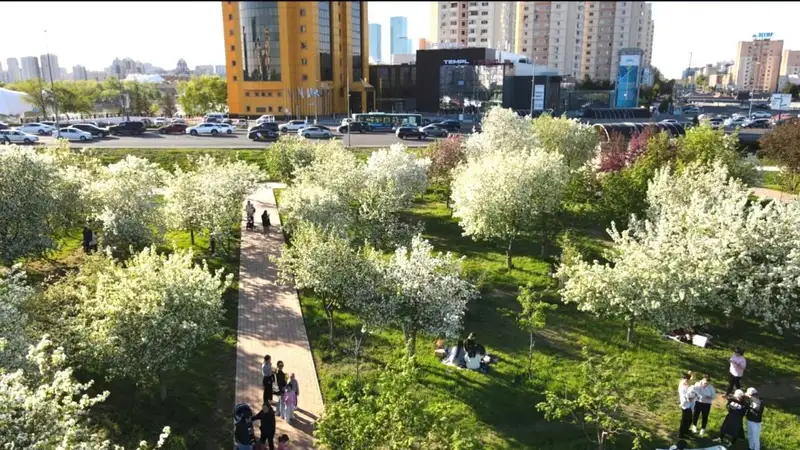 Яблони, сирень и тюльпаны зацвели в Астане, фото - Новости Zakon.kz от 13.05.2024 15:13