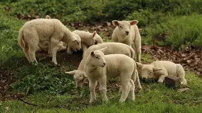 Родители во Франции ради детей записали в школу овец, фото - Новости Zakon.kz от 13.05.2024 22:18