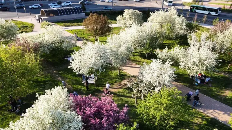 Яблони, сирень и тюльпаны зацвели в Астане, фото - Новости Zakon.kz от 13.05.2024 15:13