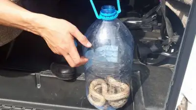 Змея заползла во двор Центра по поддержке семьи в Кызылорде 