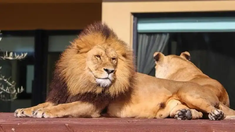 Отель-зоопарк предлагает пожить по соседству с животными