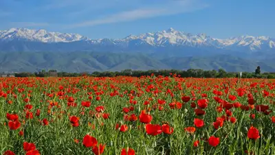 Что нужно знать о маках, степи Казахстана , фото - Новости Zakon.kz от 14.05.2024 13:44