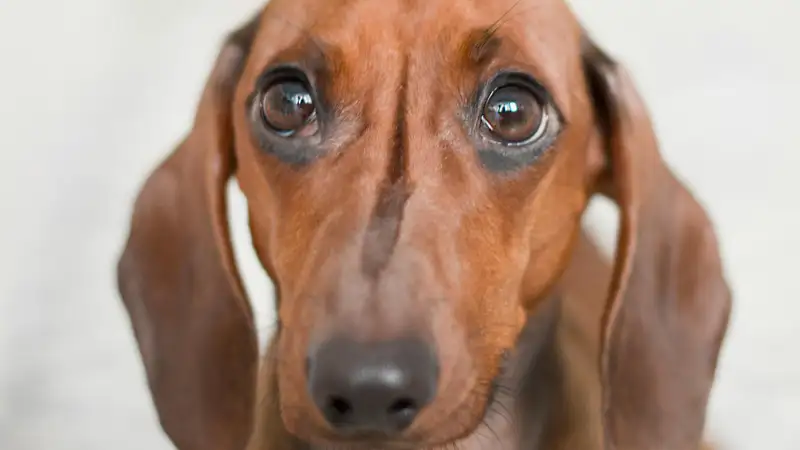 Введут ли налог на собак в Казахстане