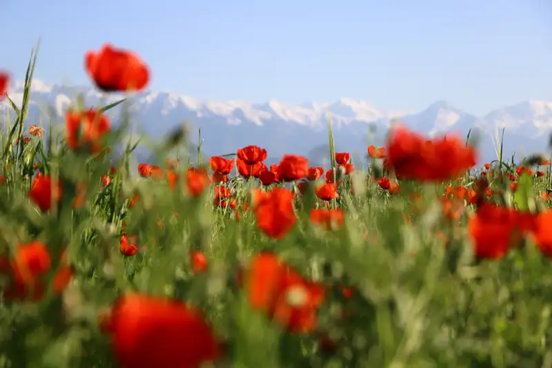 Что нужно знать о маках , фото - Новости Zakon.kz от 14.05.2024 13:44