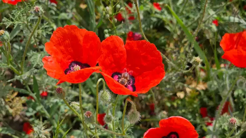 павлиний мак, Papaver pavoninum, фото - Новости Zakon.kz от 14.05.2024 13:44