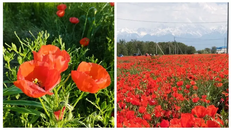 маковые поля, маки в Алматинской области, фото - Новости Zakon.kz от 14.05.2024 13:44