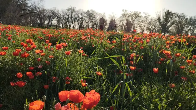 полевые маки, фото - Новости Zakon.kz от 14.05.2024 13:44