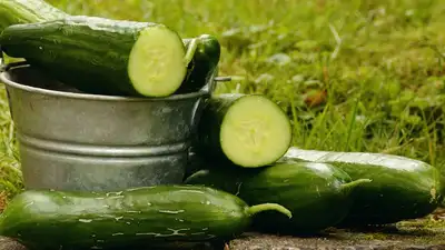 Специалисты опровергли миф об отрицательной калорийности продуктов, фото - Новости Zakon.kz от 14.05.2024 06:30