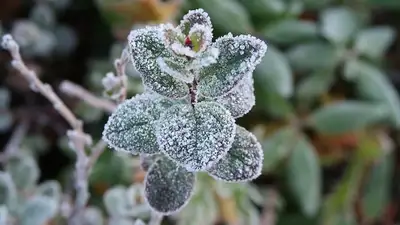 заморозки, фото - Новости Zakon.kz от 15.05.2024 20:10