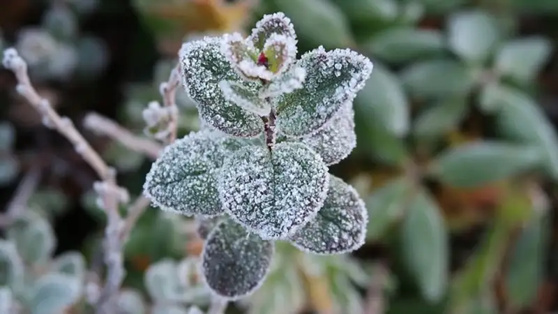 В каких регионах Казахстана вновь ожидаются заморозки, рассказали синоптики