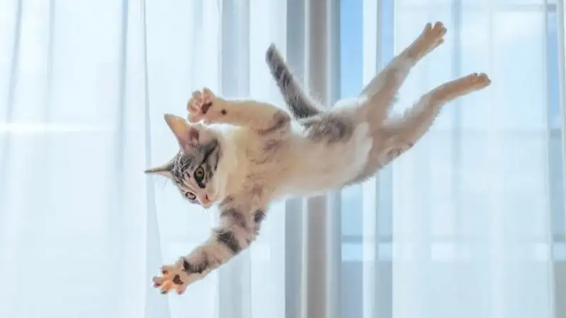 Опубликованы конкурсные фотографии животных