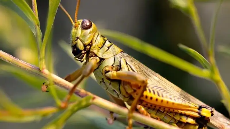Нашествие саранчи грозит жителям Атырауской области