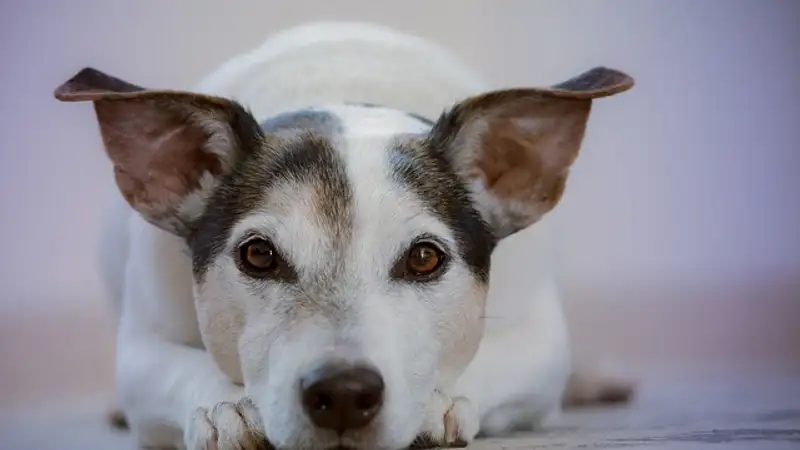 "Операция" по спасению собаки в Алматы восхитила казахстанцев