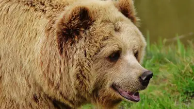 В Узбекистане застрелили медведя возле школы