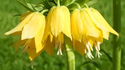 В Ботсаду Алматы зацвел краснокнижный Рябчик, фото - Новости Zakon.kz от 16.05.2024 13:10