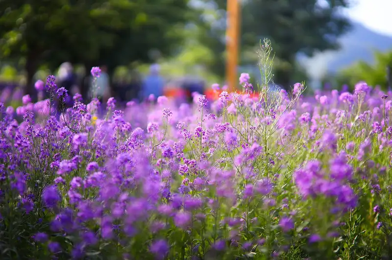 Ландшафтный дизайн: какие удобрения важны для роскошного цветника, фото - Новости Zakon.kz от 16.05.2024 13:18