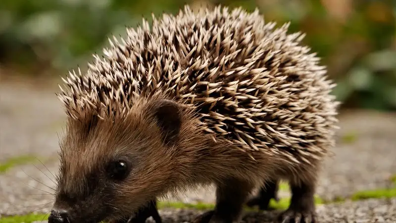 Жители Актобе играли в футбол, используя вместо мяча живого ежа