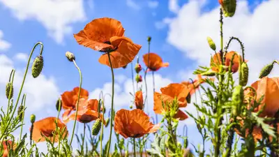 Известный фотограф рассказал о символе Казахстана, фото - Новости Zakon.kz от 18.05.2024 10:00