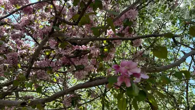 Астана, весна, май , фото - Новости Zakon.kz от 18.05.2024 16:10