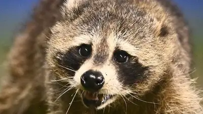 Футбол, фото - Новости Zakon.kz от 19.05.2024 08:08